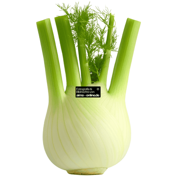 Fenchel, 1 Stück